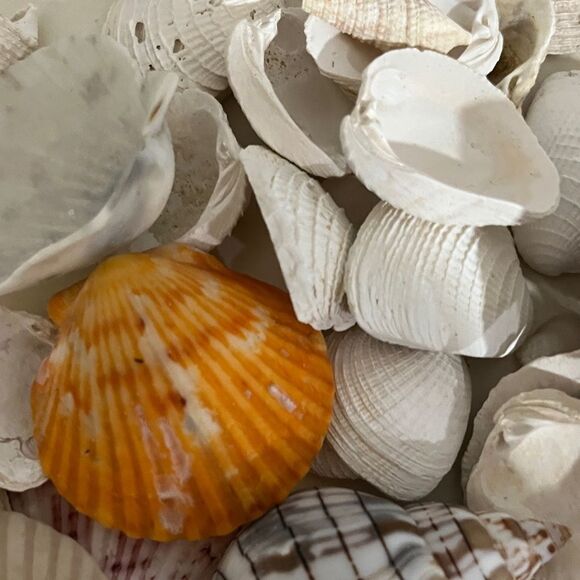 Jojos Seashell Shack Collection Florida Shells Decor Crafting Over 100 including - Picture 9 of 16
